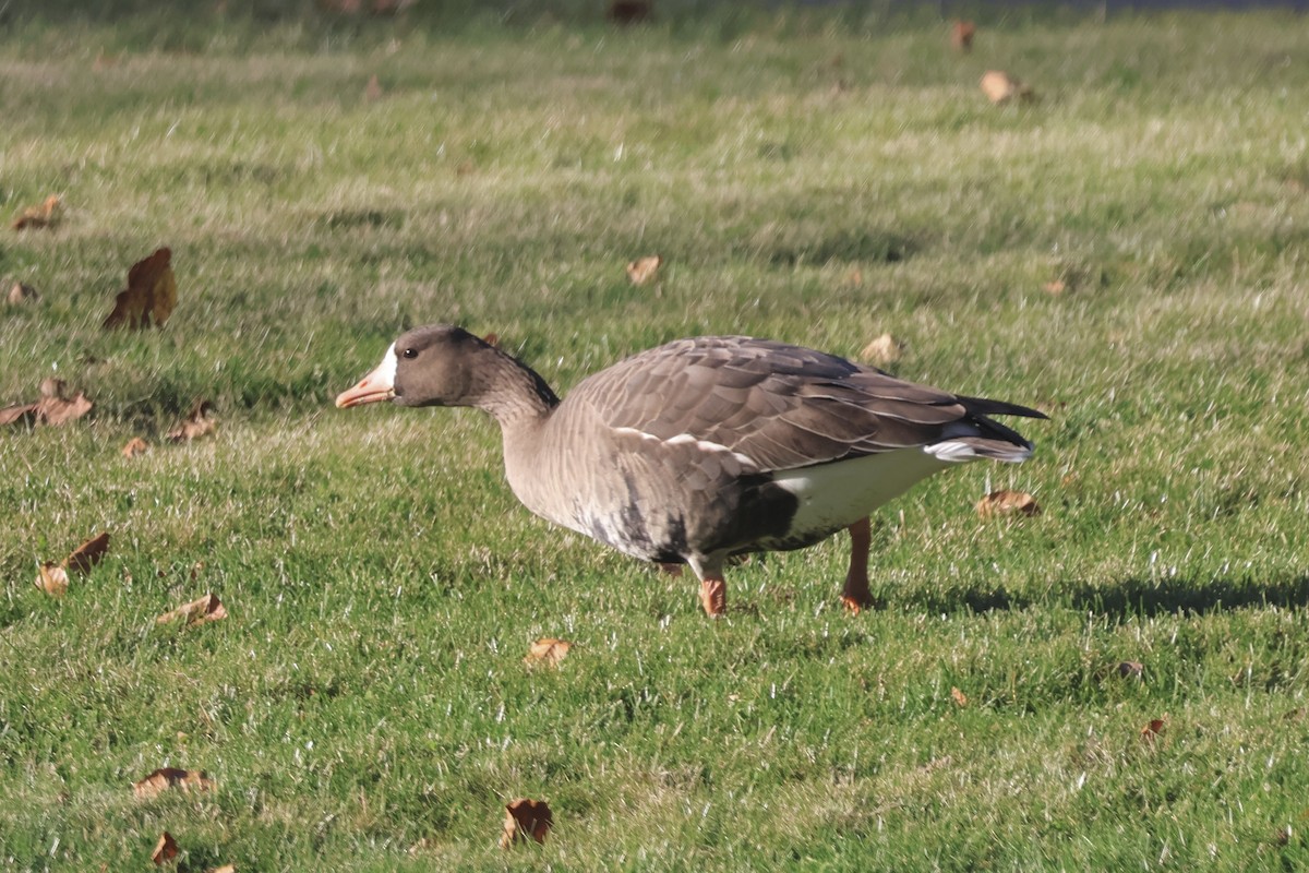 husa běločelá - ML646222656
