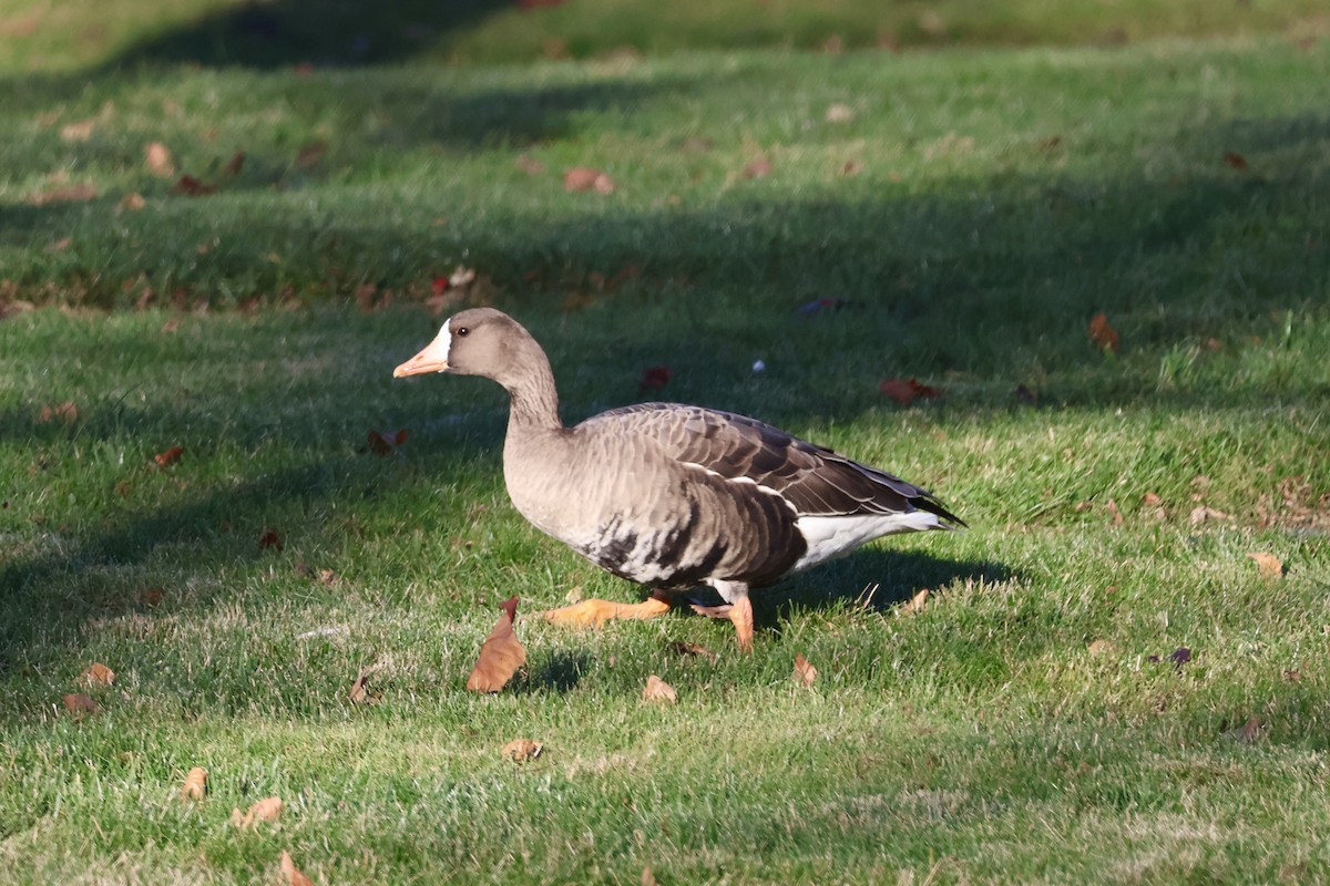 husa běločelá - ML646222657