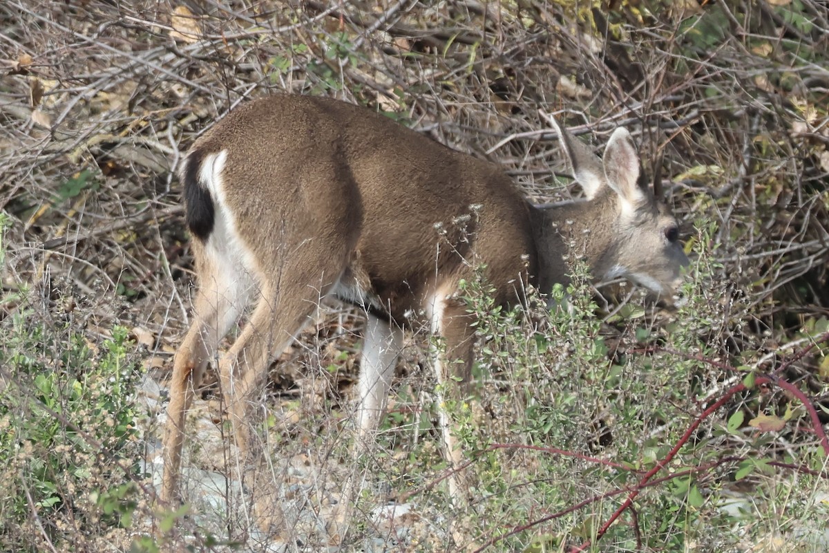 Columbian Black-tailed Deer - ML646222658