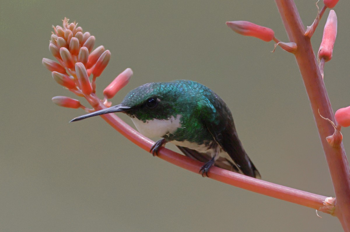 White-throated Hummingbird - ML646222659