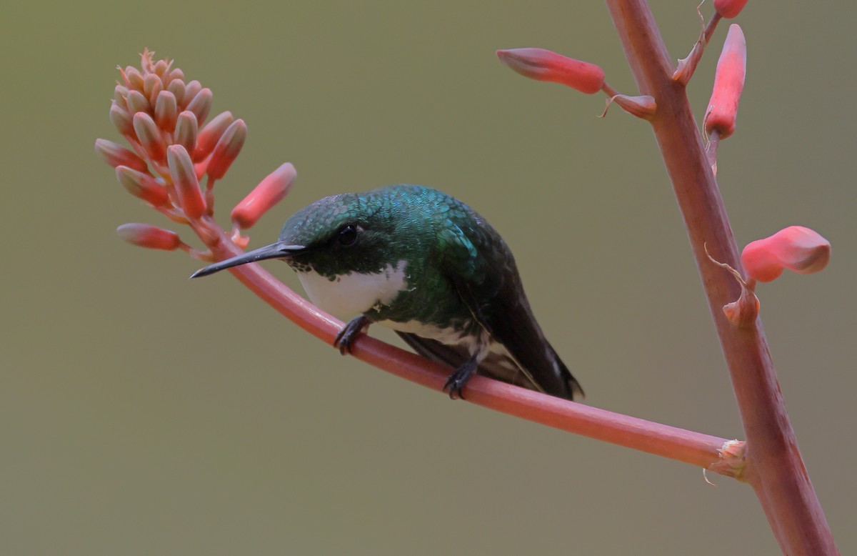 White-throated Hummingbird - ML646222660