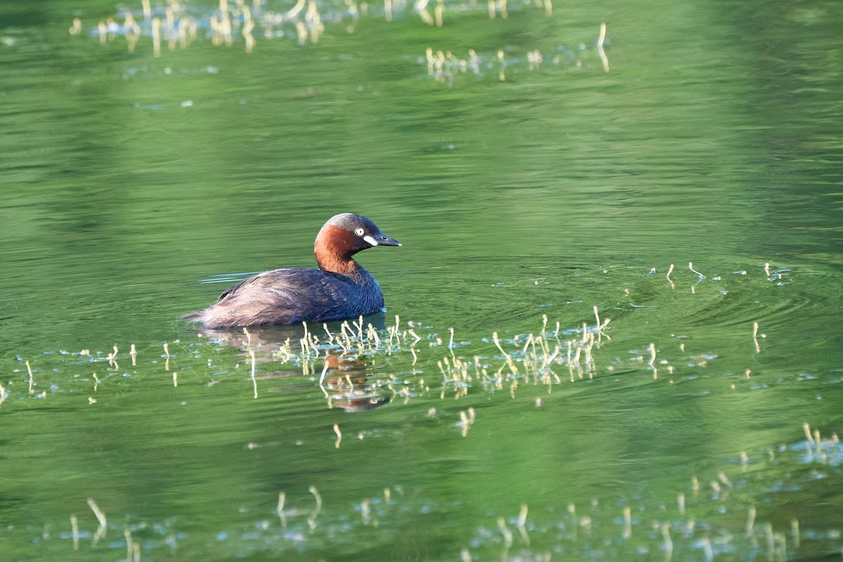 Пірникоза мала - ML646222661