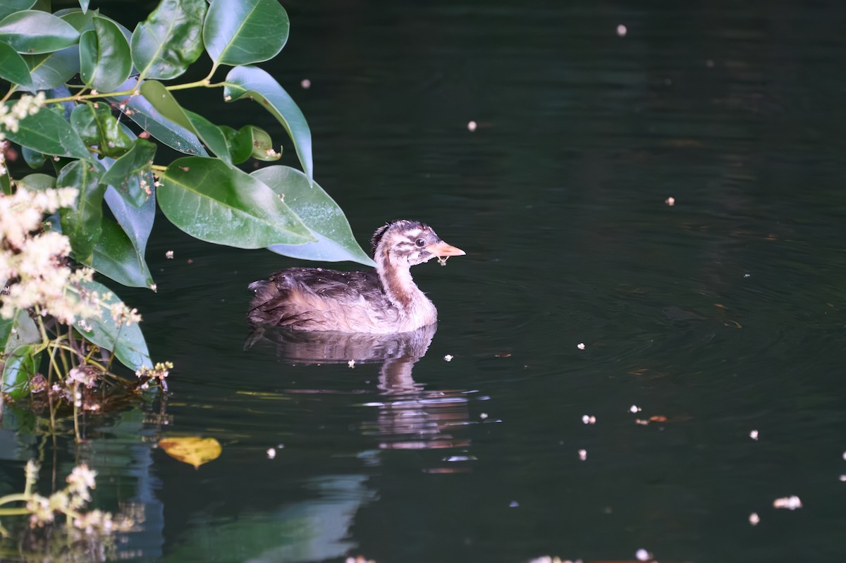 Пірникоза мала - ML646222662