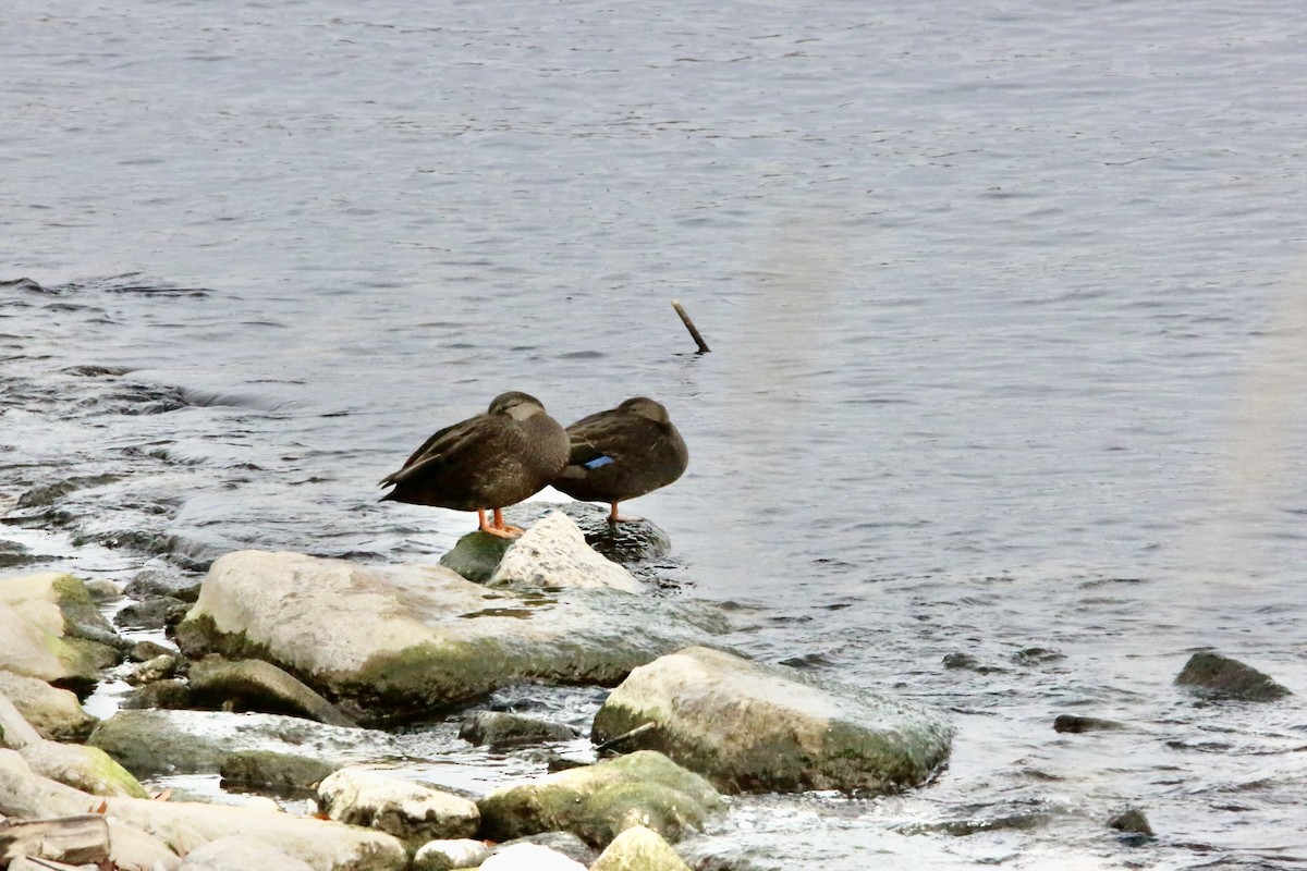 Ahate iluna - ML646222663