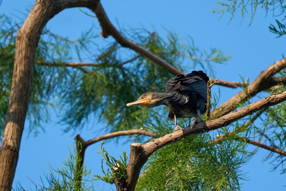 Баклан великий - ML646222669