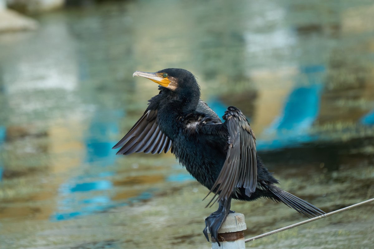 Баклан великий - ML646222670