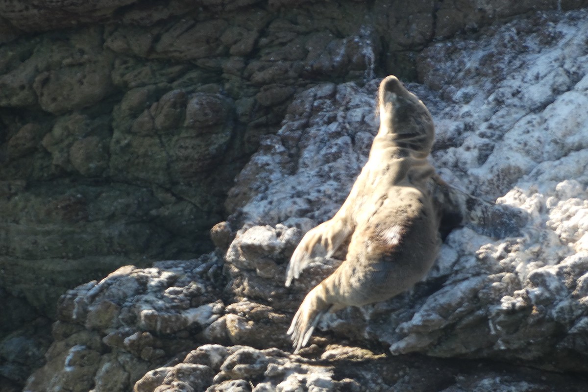 Steller Sea Lion - ML646222671