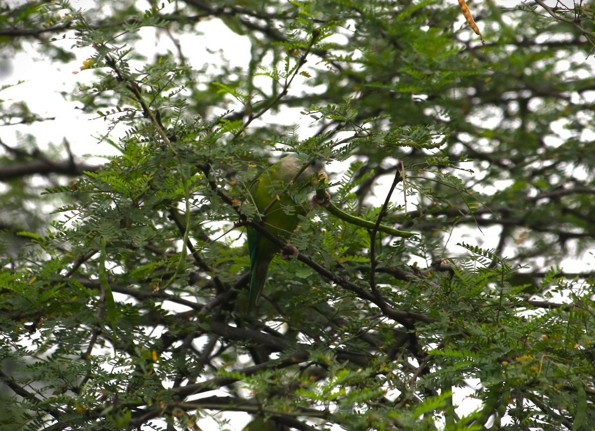 Gray-cheeked Parakeet - ML646222672