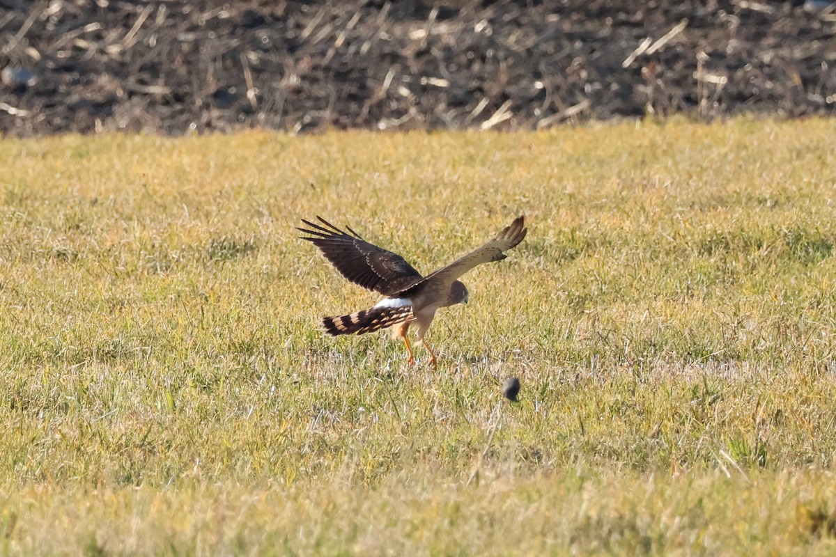 Northern Harrier - ML646222680