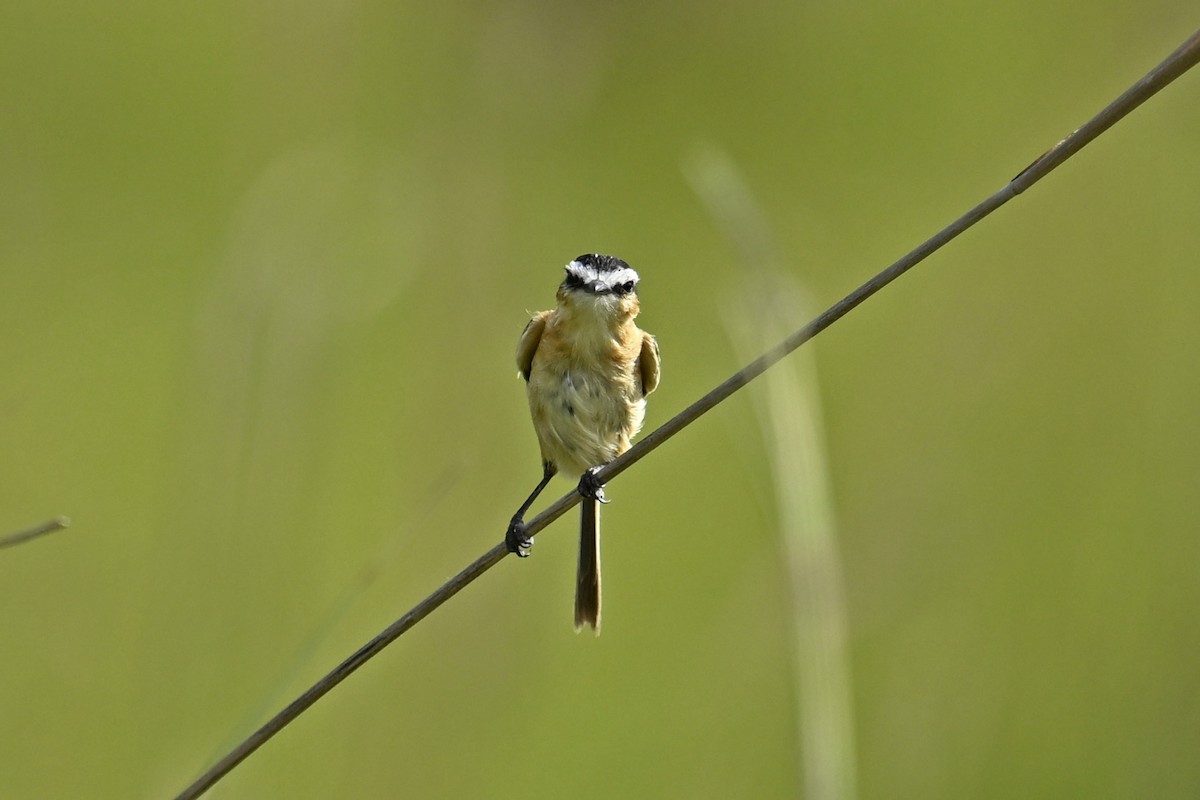 Sharp-tailed Tyrant - ML646222682