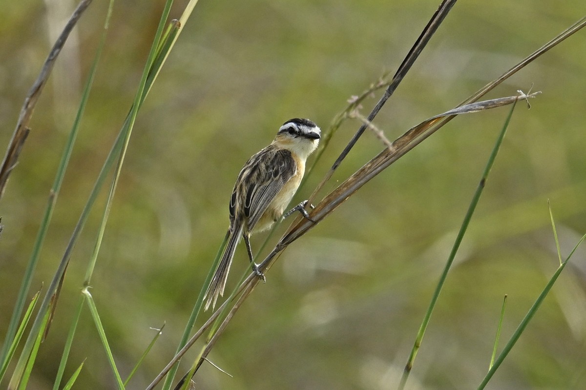 Sharp-tailed Tyrant - ML646222683
