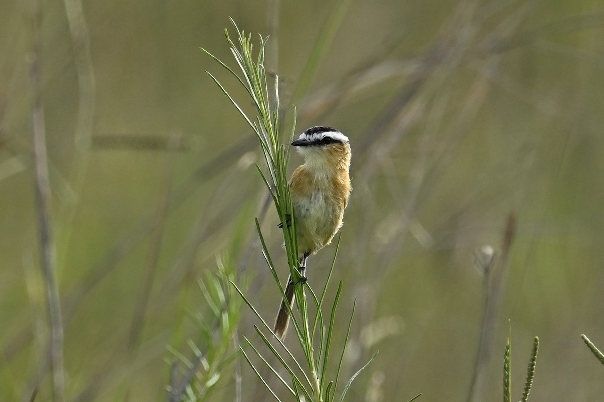 Sharp-tailed Tyrant - ML646222684