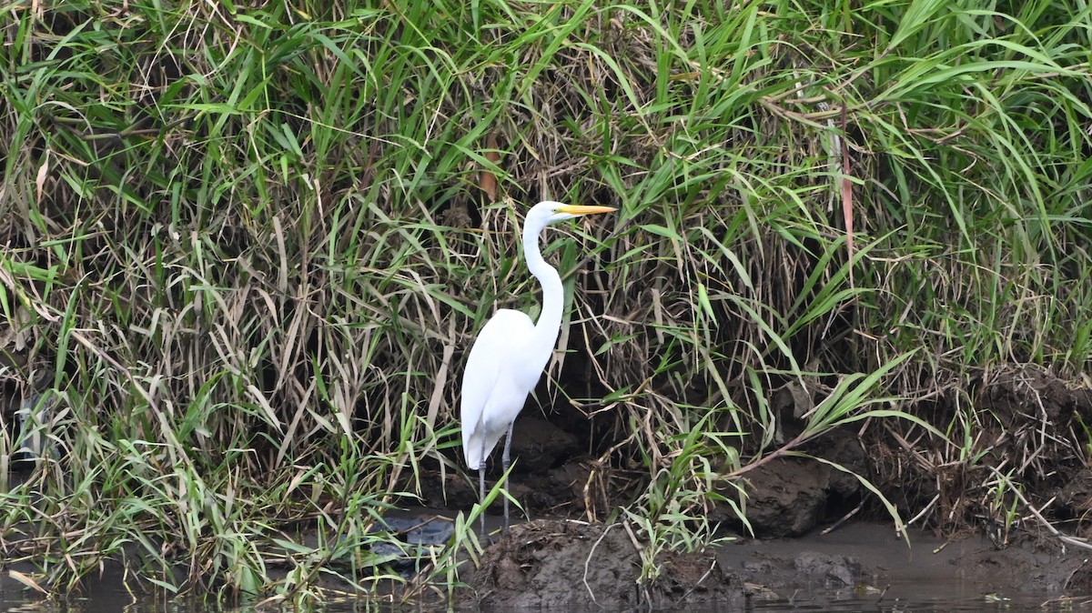 Koartza zuria - ML646222685