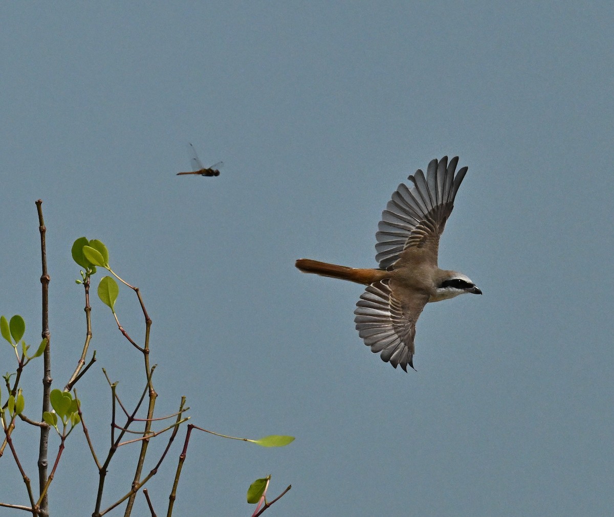 Brown Shrike - ML646222689