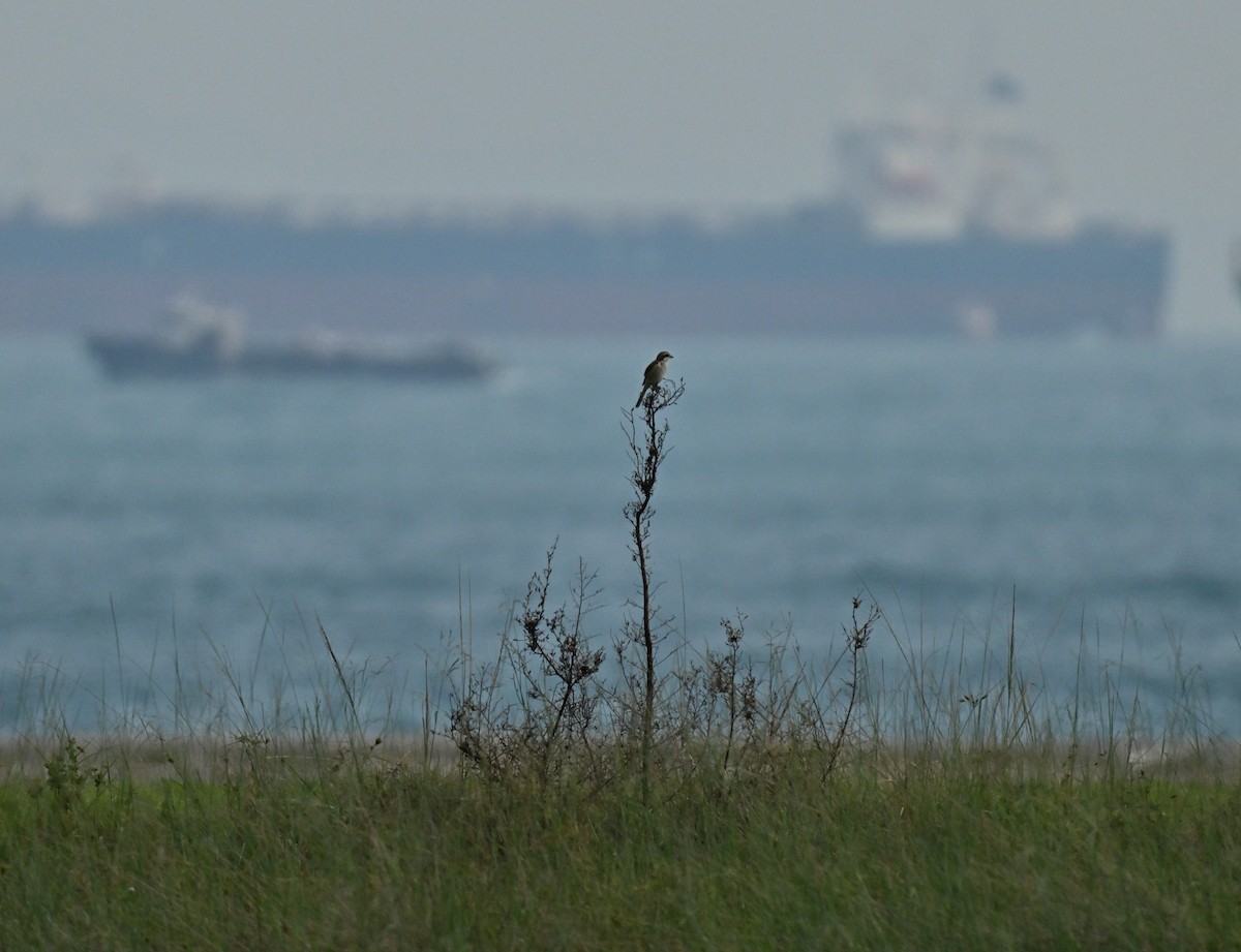 Brown Shrike - ML646222690