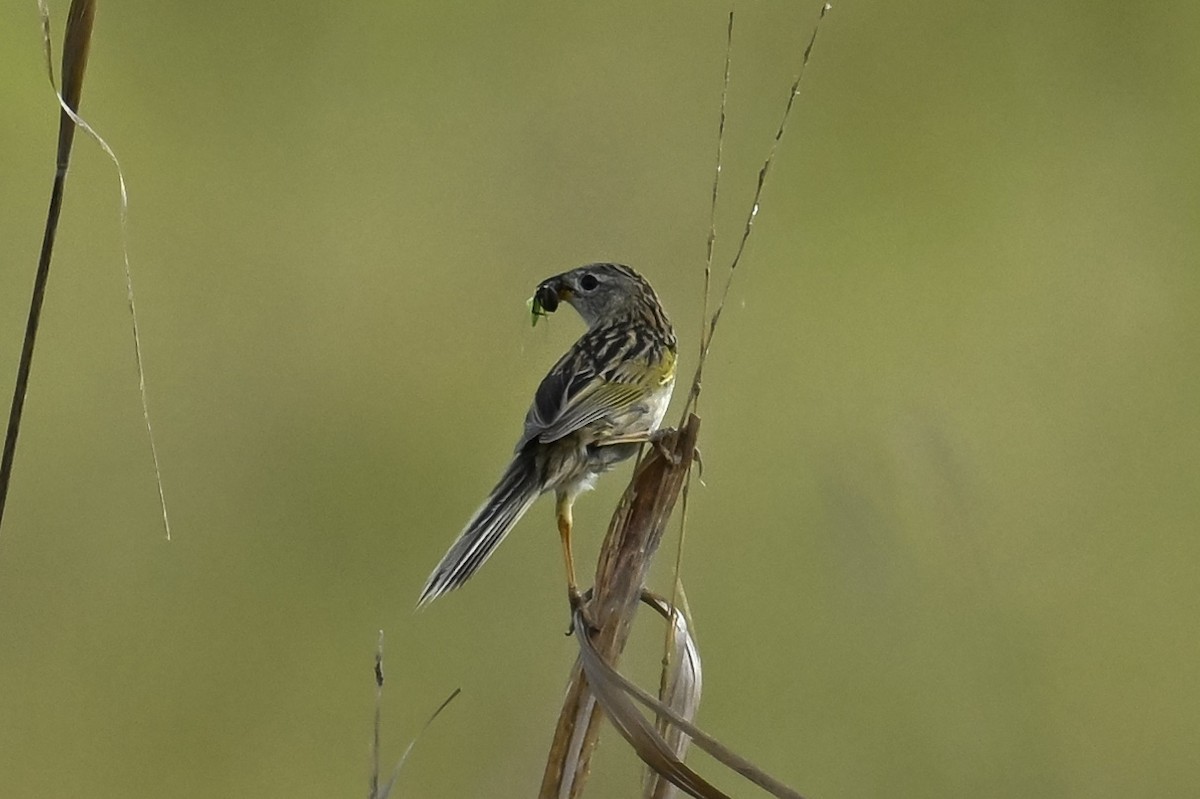 Wedge-tailed Grass-Finch - ML646222691