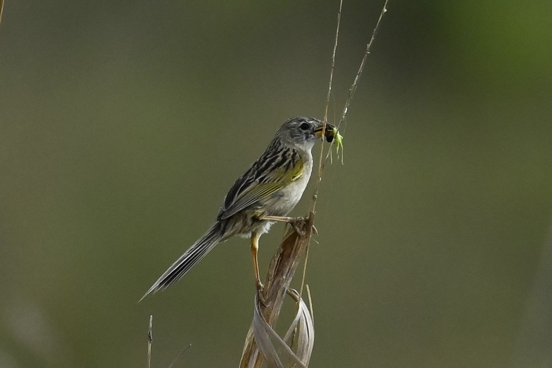 Wedge-tailed Grass-Finch - ML646222692
