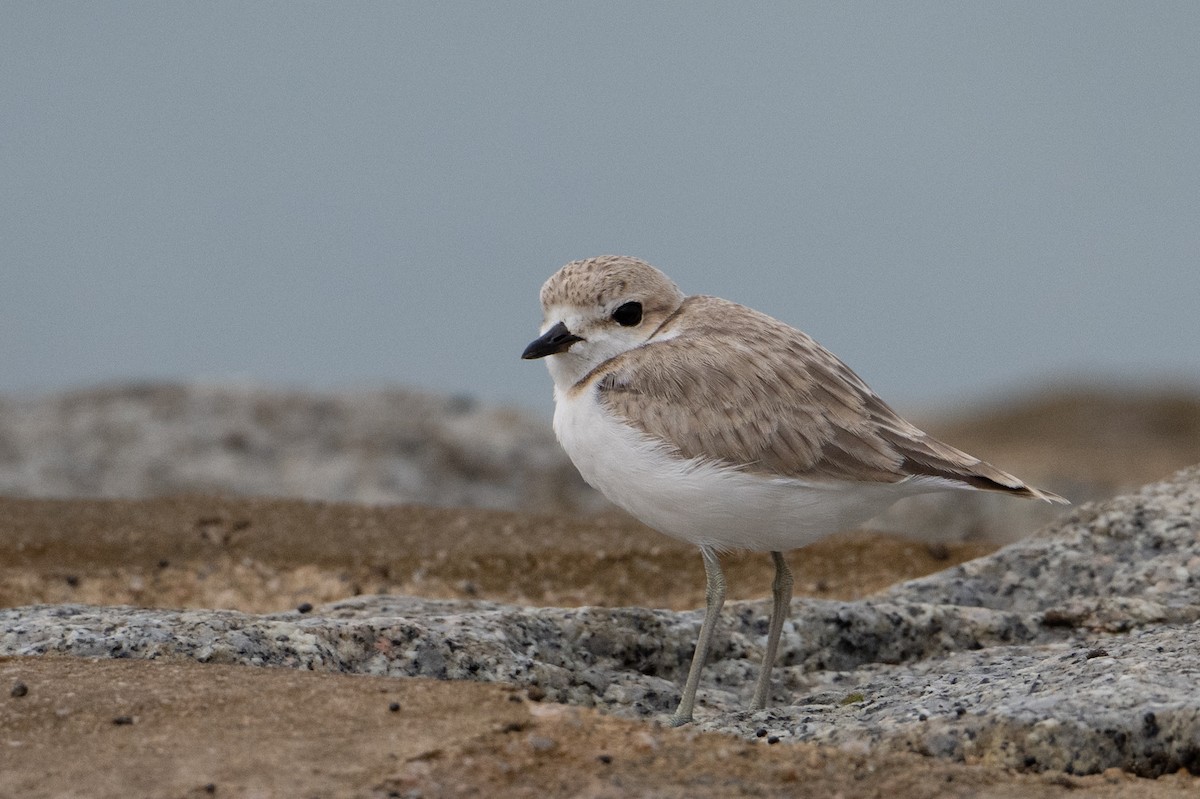 Malaysian Plover - ML646222693