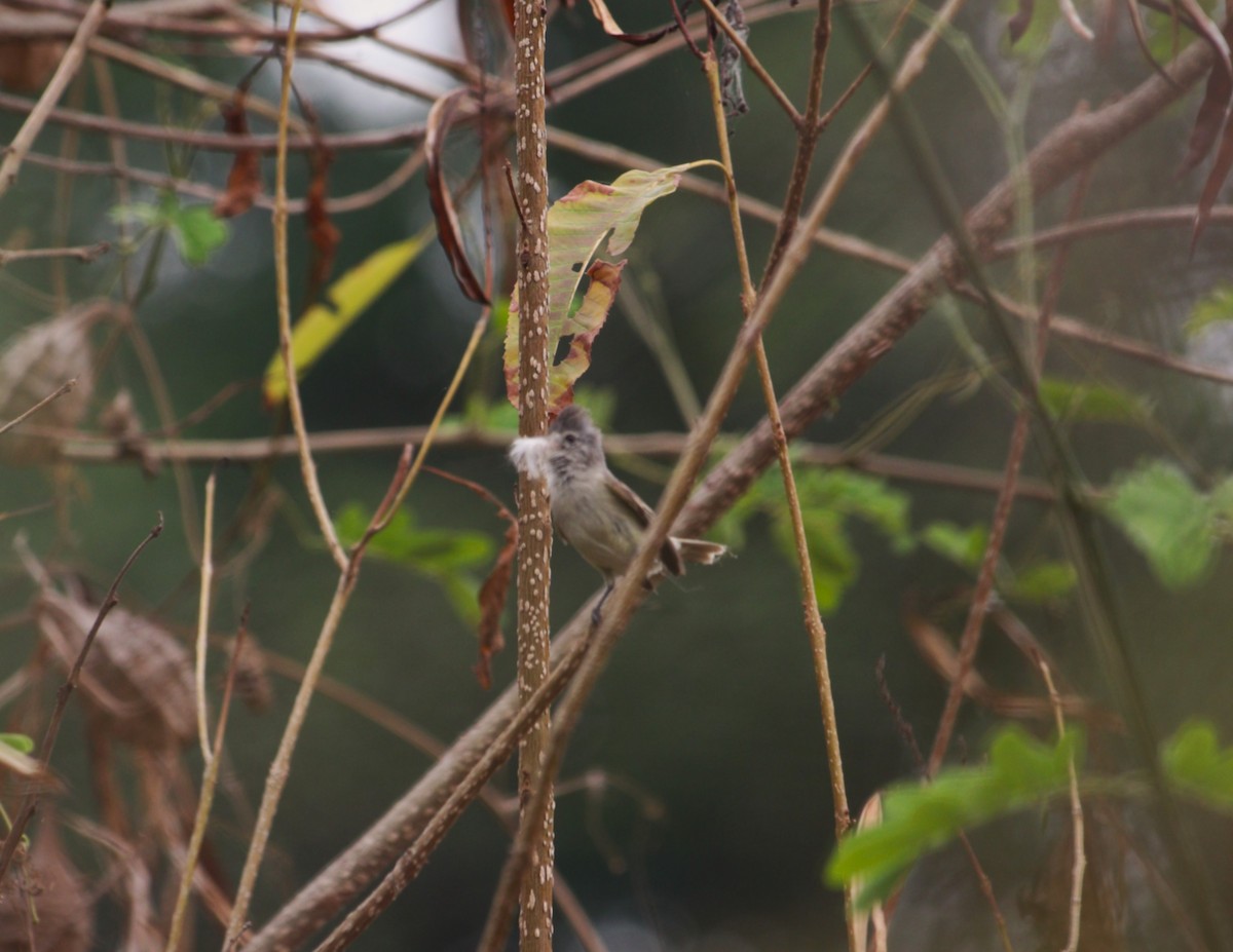 Southern Beardless-Tyrannulet - ML646222694