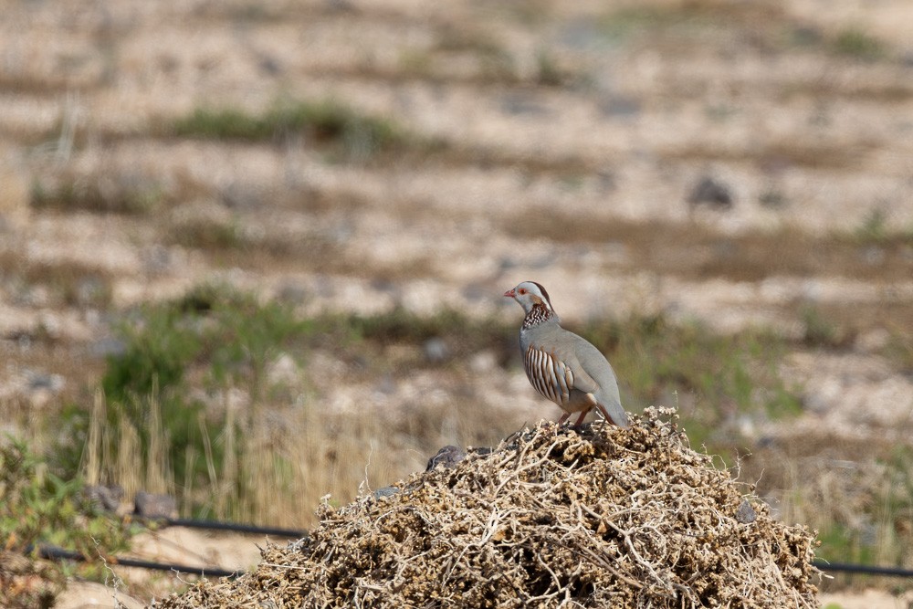 Barbary Partridge - ML646222695