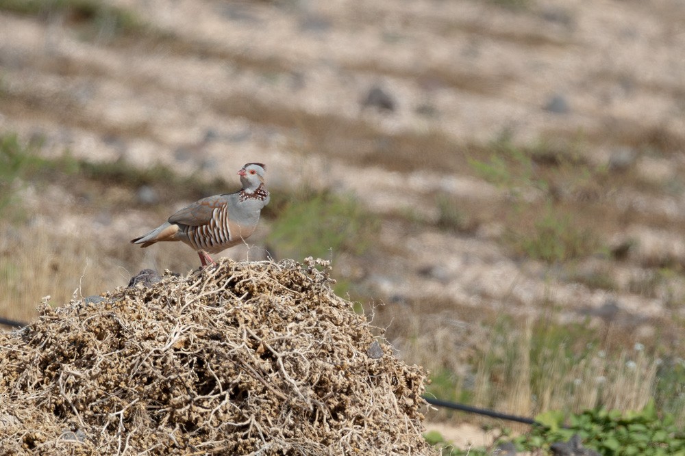 Barbary Partridge - ML646222696