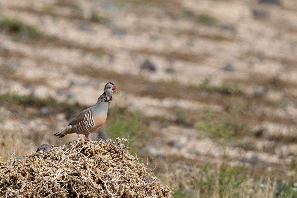 Barbary Partridge - ML646222697