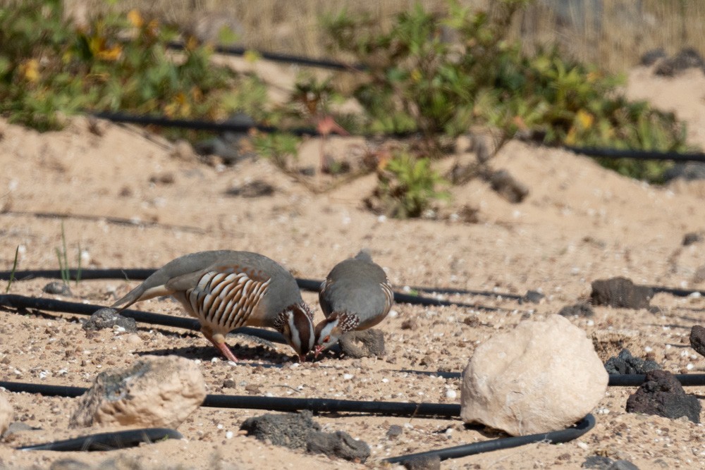 Barbary Partridge - ML646222698