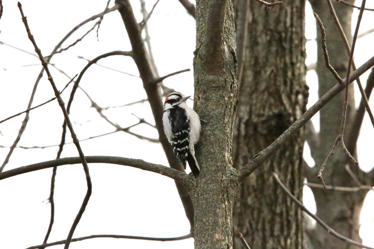 Downy Woodpecker - ML646222699