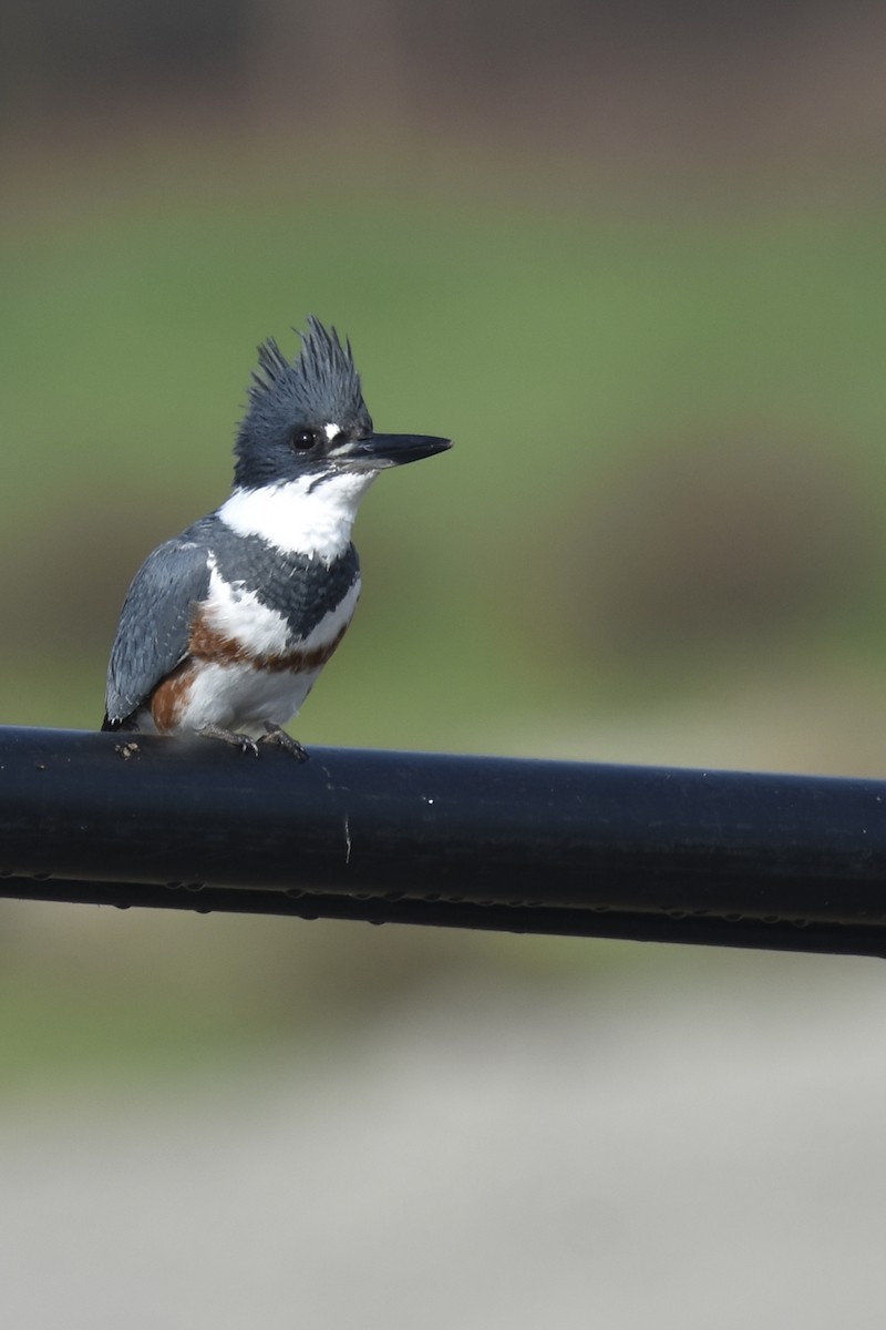 Belted Kingfisher - ML646222700