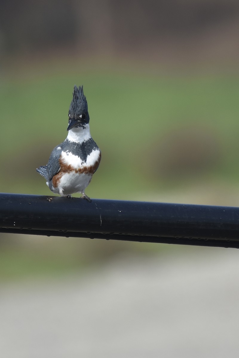 Belted Kingfisher - ML646222701