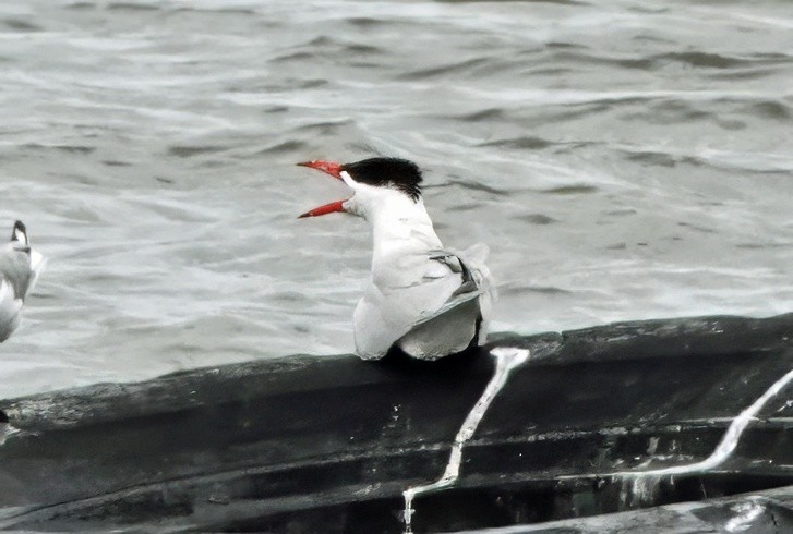 Caspian Tern - ML646222702