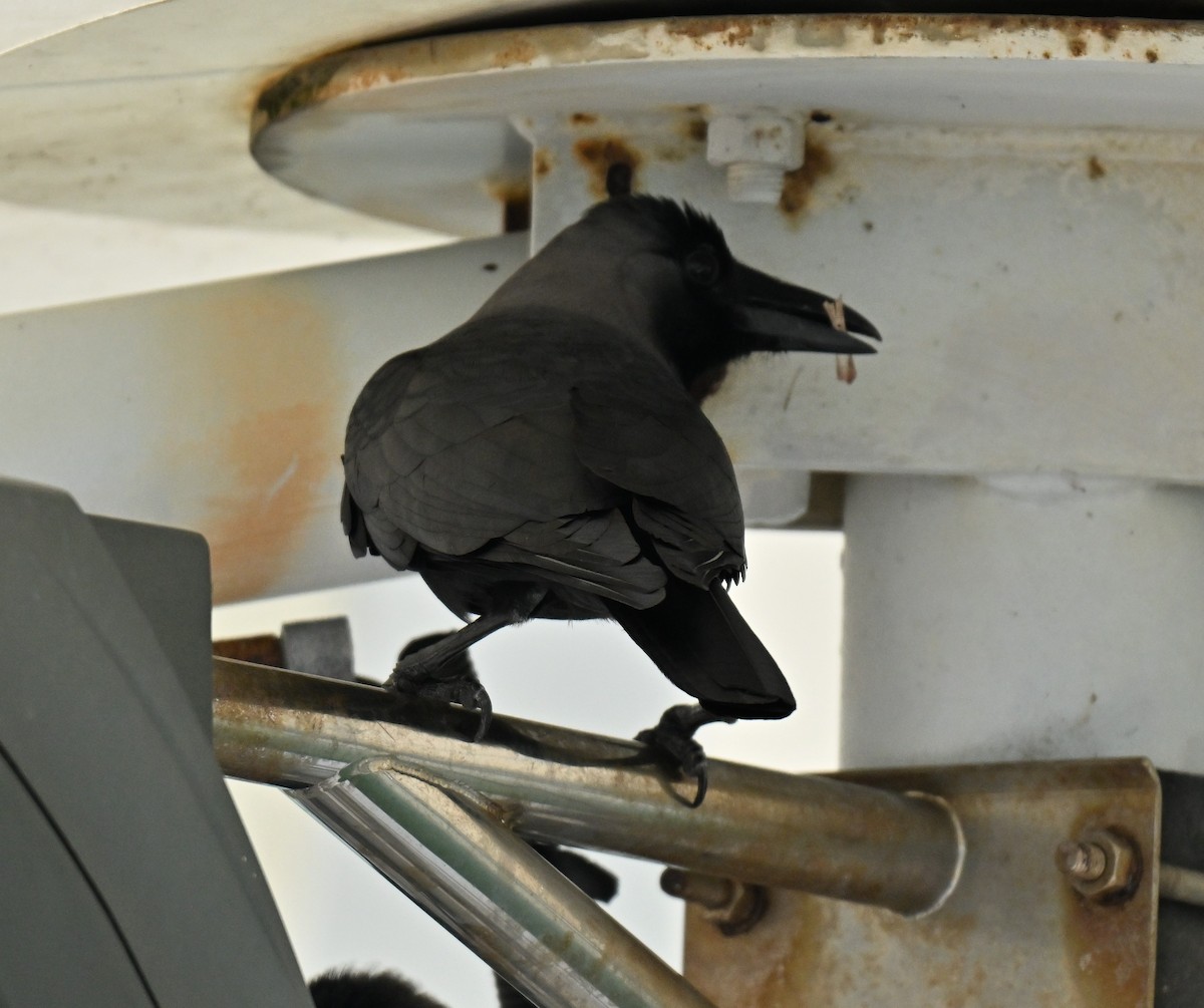 House Crow - ML646222705