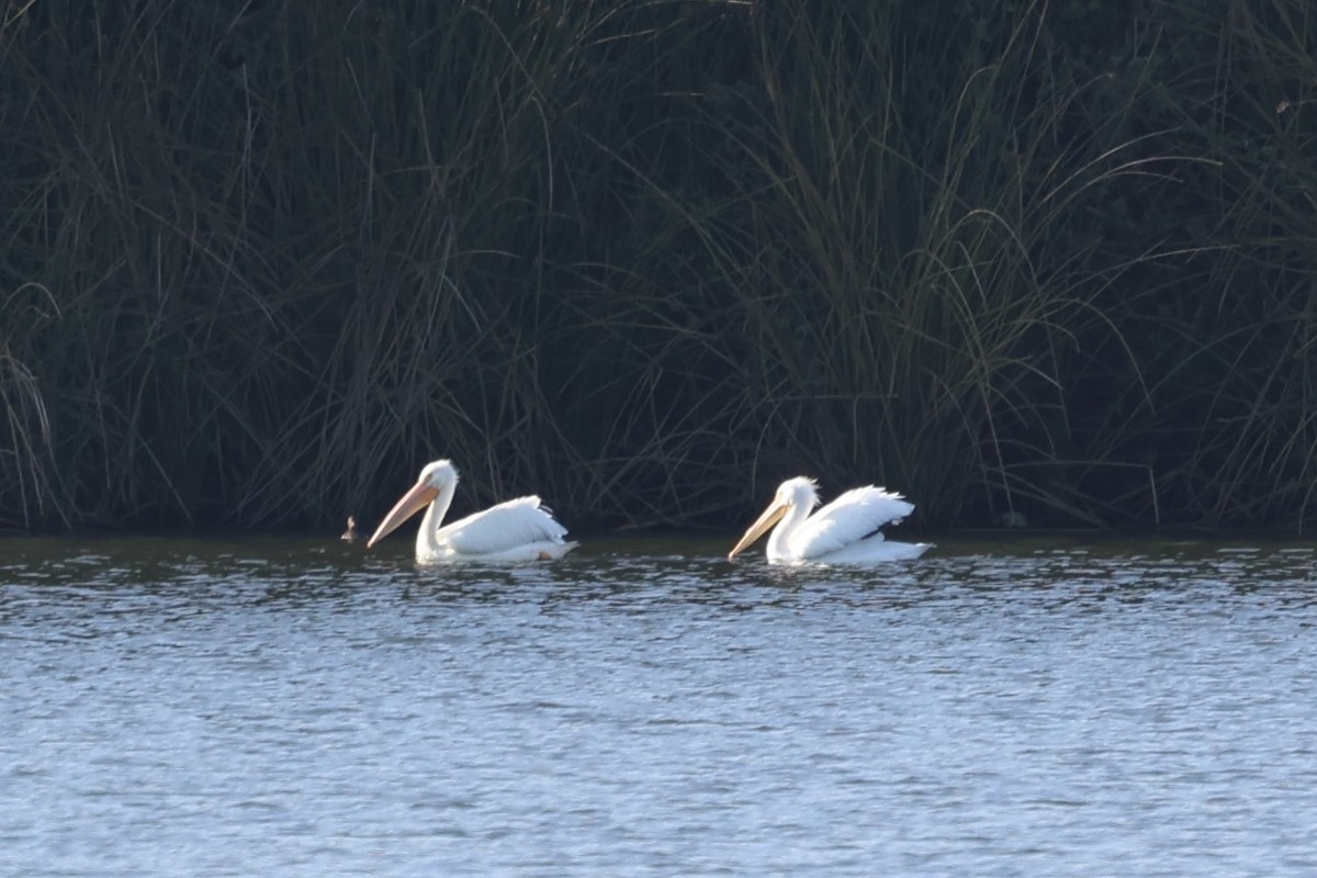 American White Pelican - ML646222706