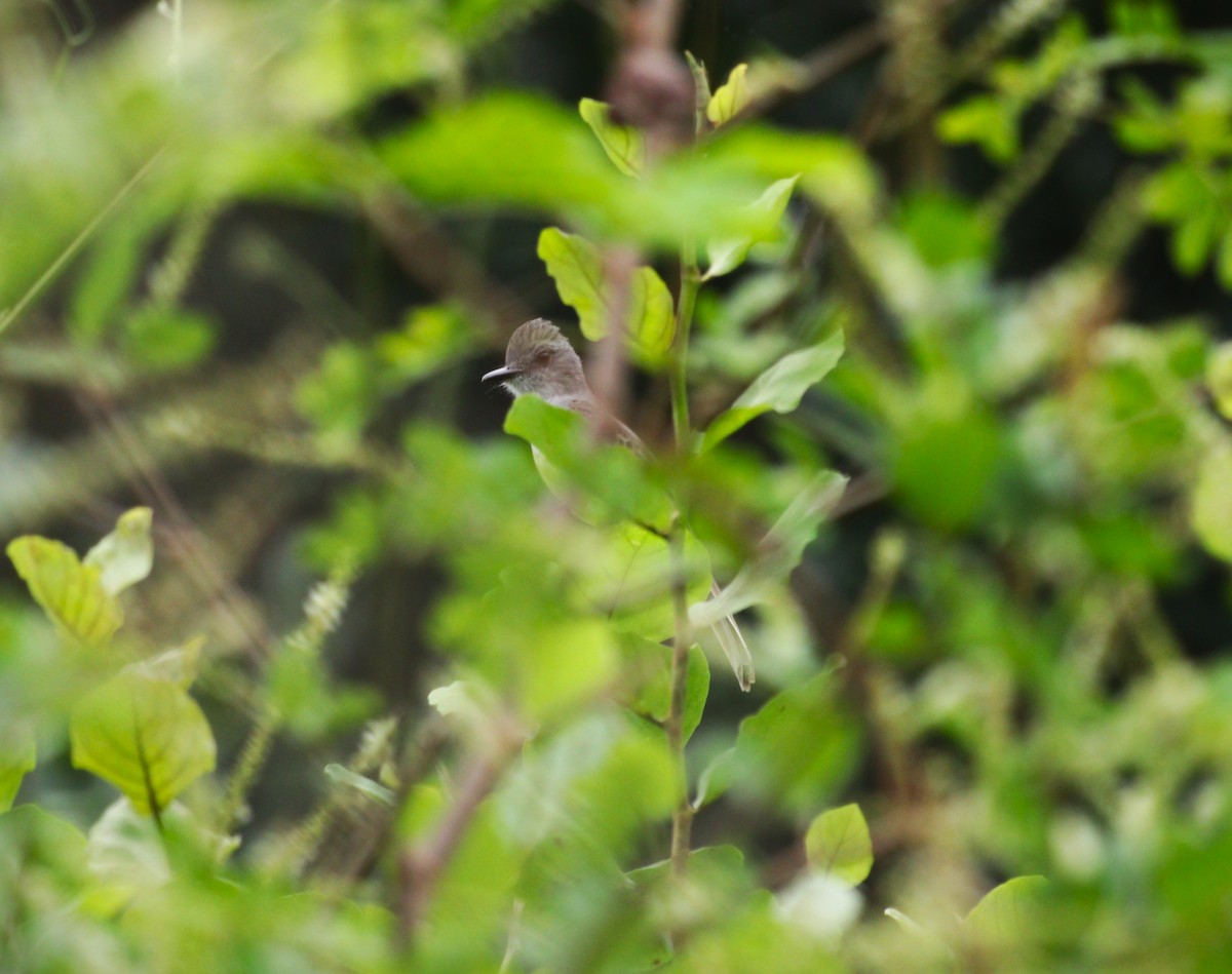 Dusky-capped Flycatcher - ML646222707