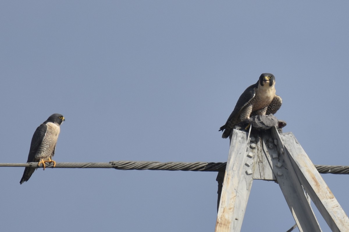 Peregrine Falcon - ML646222708