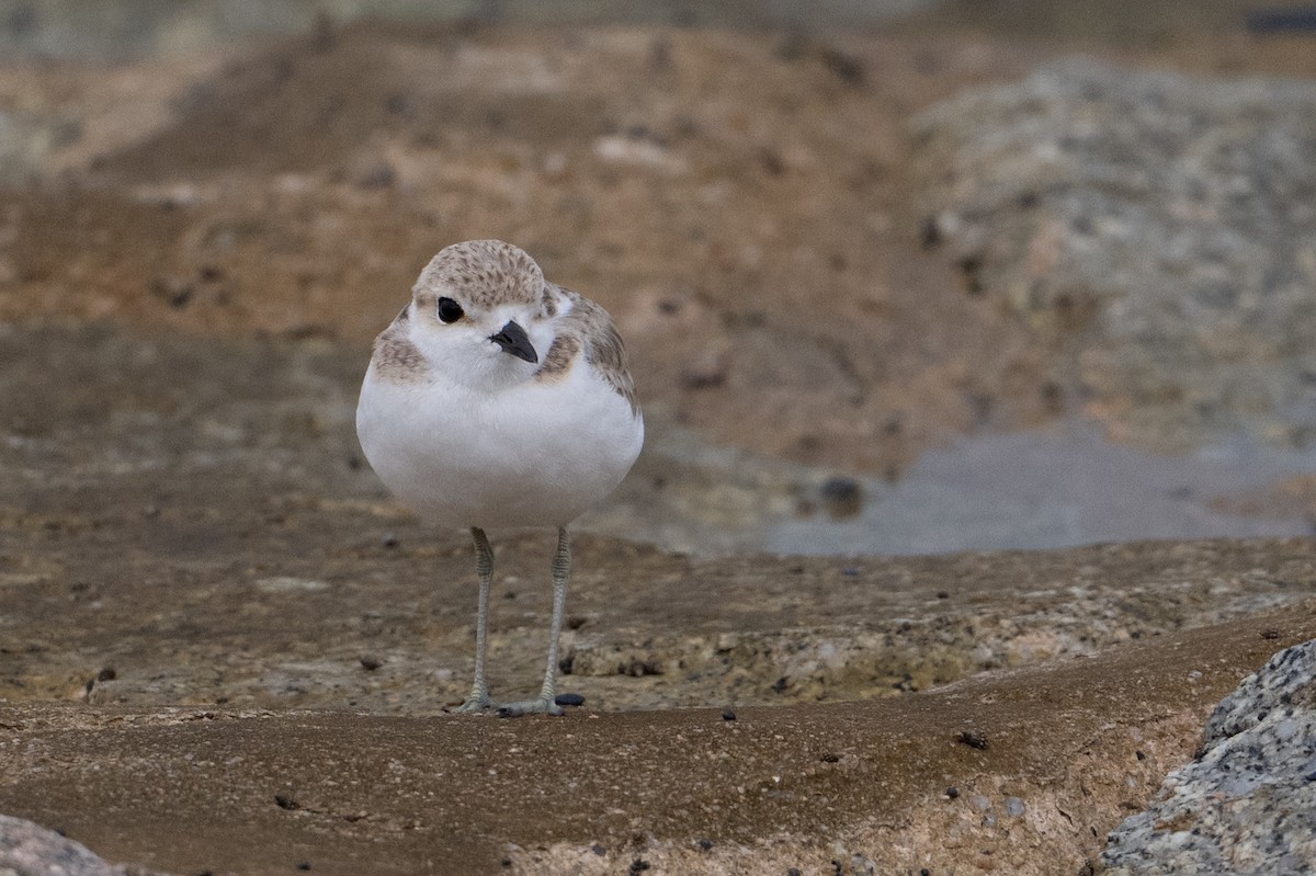 Malaysian Plover - ML646222709