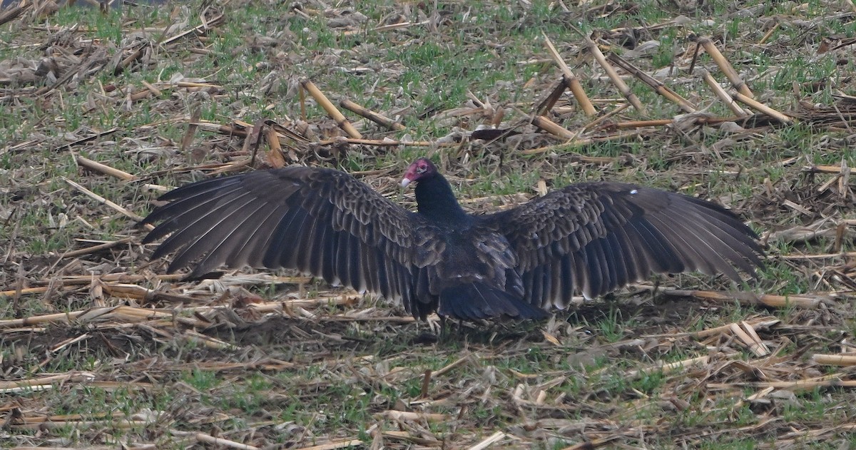 Turkey Vulture - ML646222710