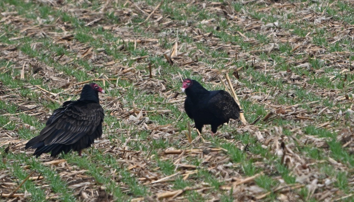 Turkey Vulture - ML646222711