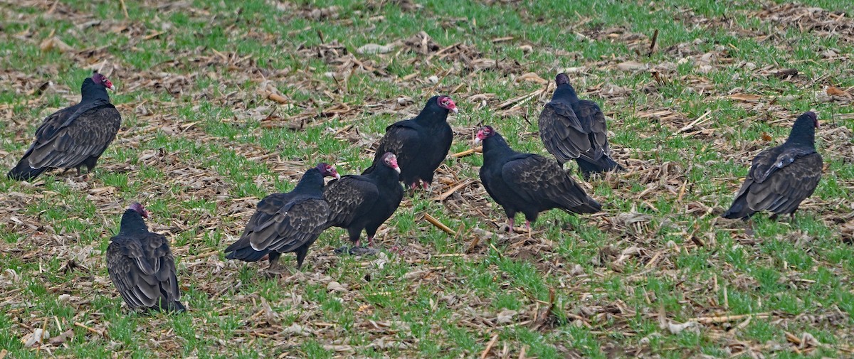 Turkey Vulture - ML646222712