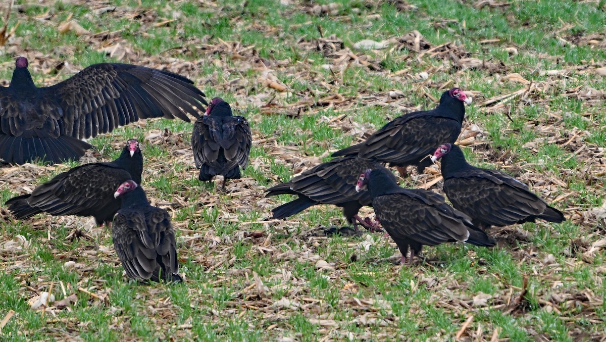 Turkey Vulture - ML646222713
