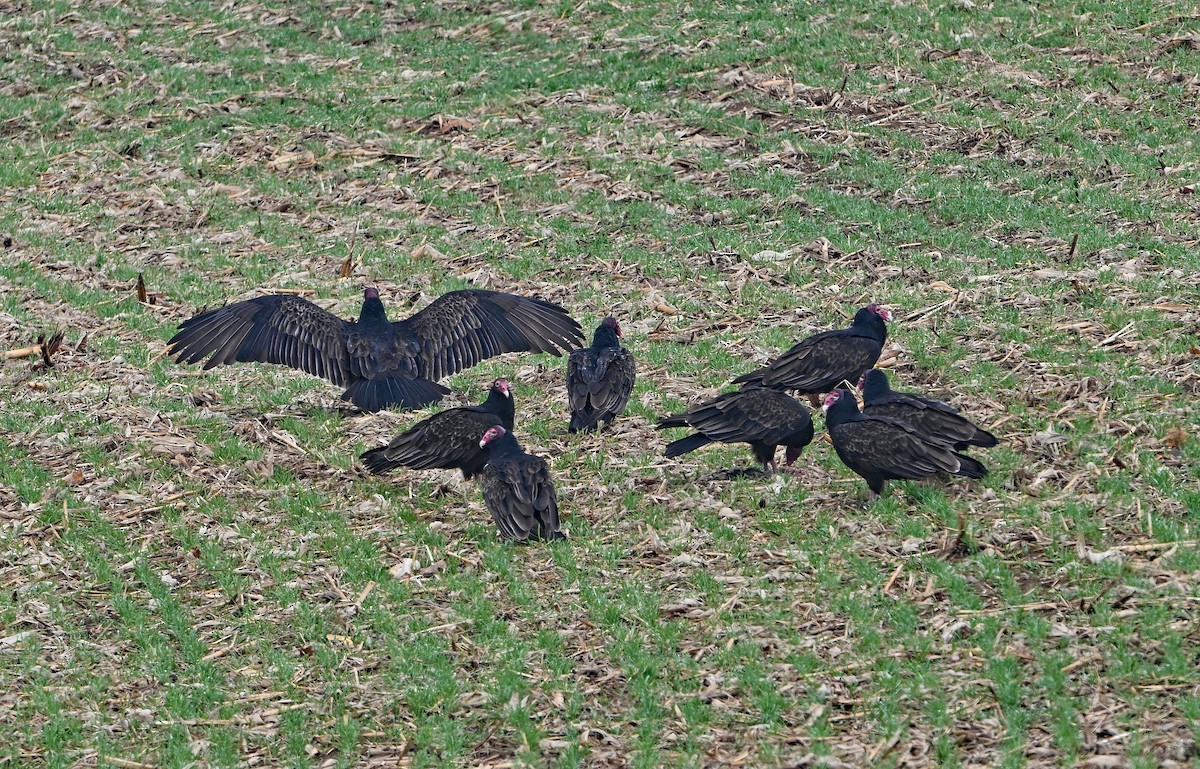 Turkey Vulture - ML646222714