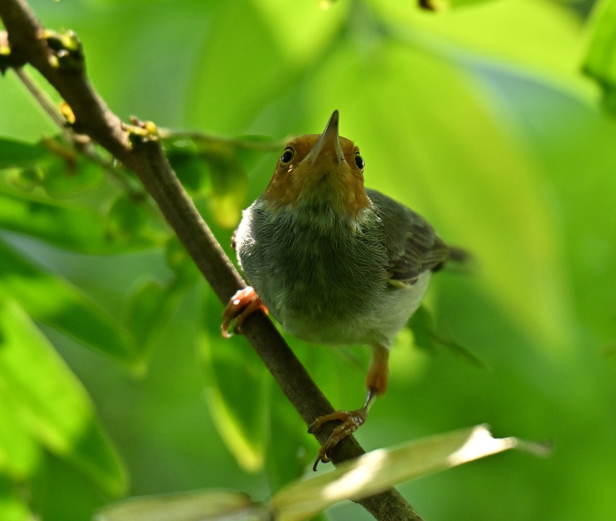 Ashy Tailorbird - ML646222715