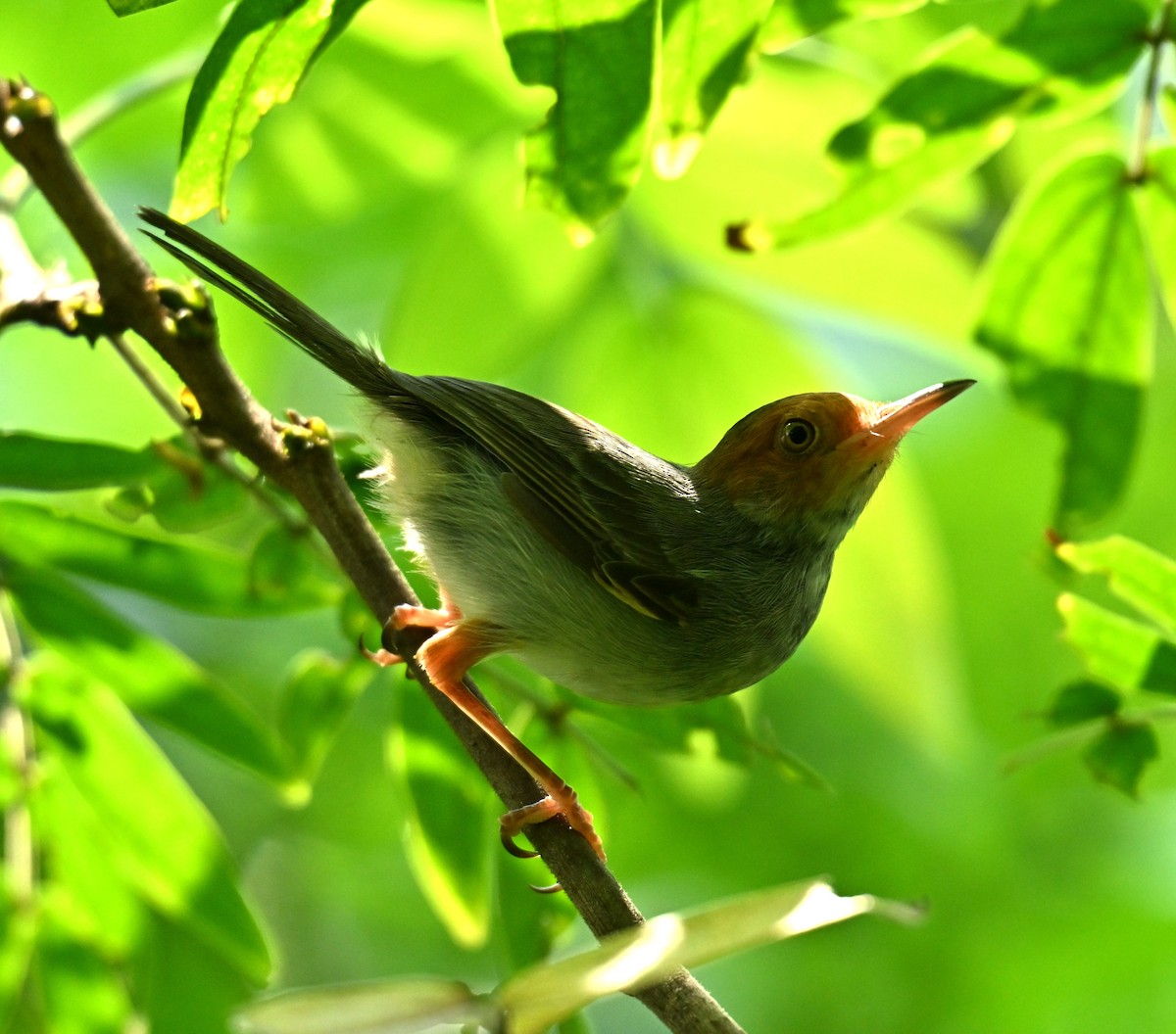 Ashy Tailorbird - ML646222716