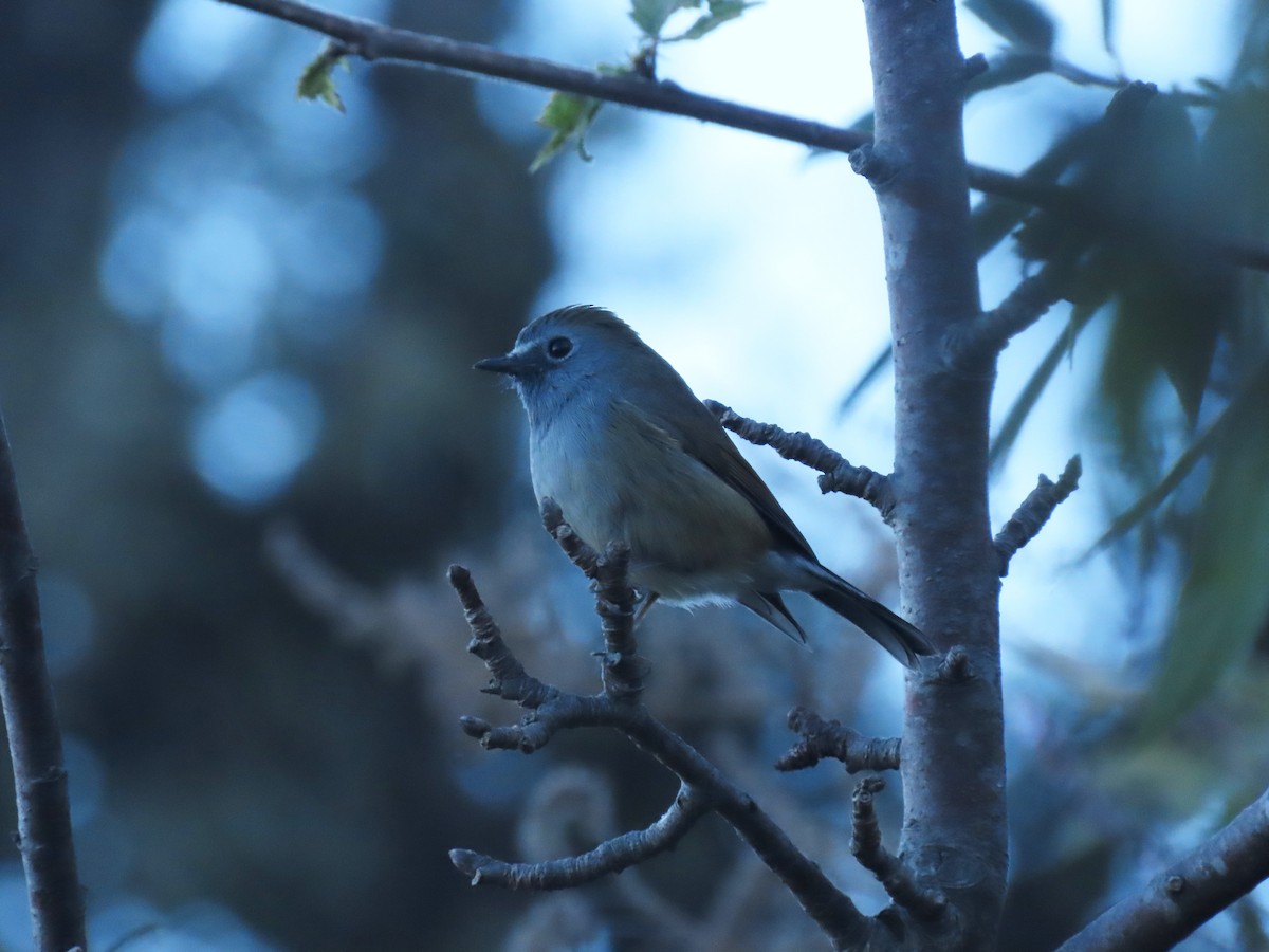 Rufous-gorgeted Flycatcher - ML646222717