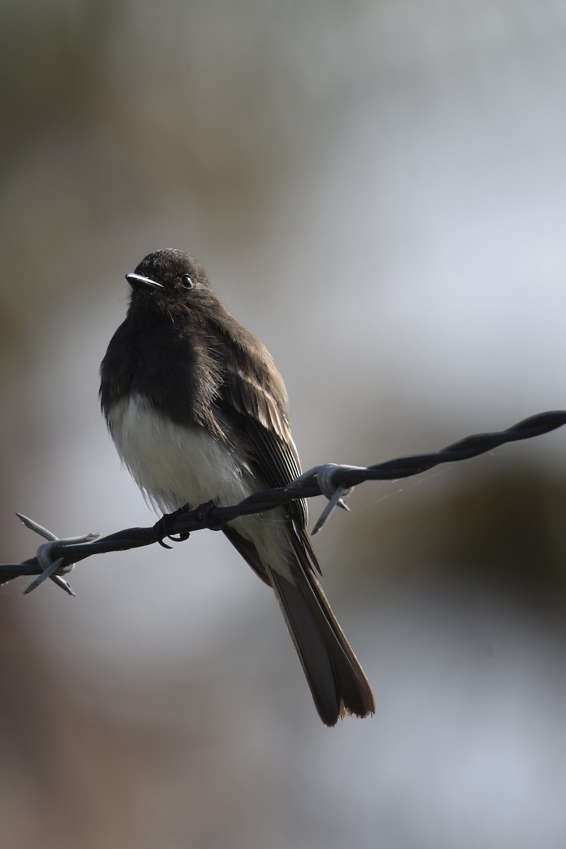 Black Phoebe - ML646222720