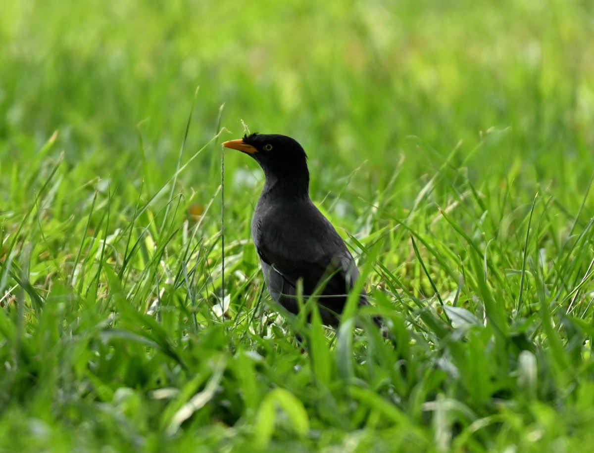 Javan Myna - ML646222721