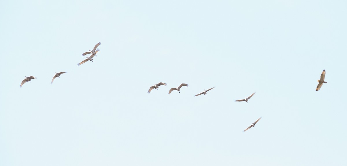 Short-eared Owl - ML646222722