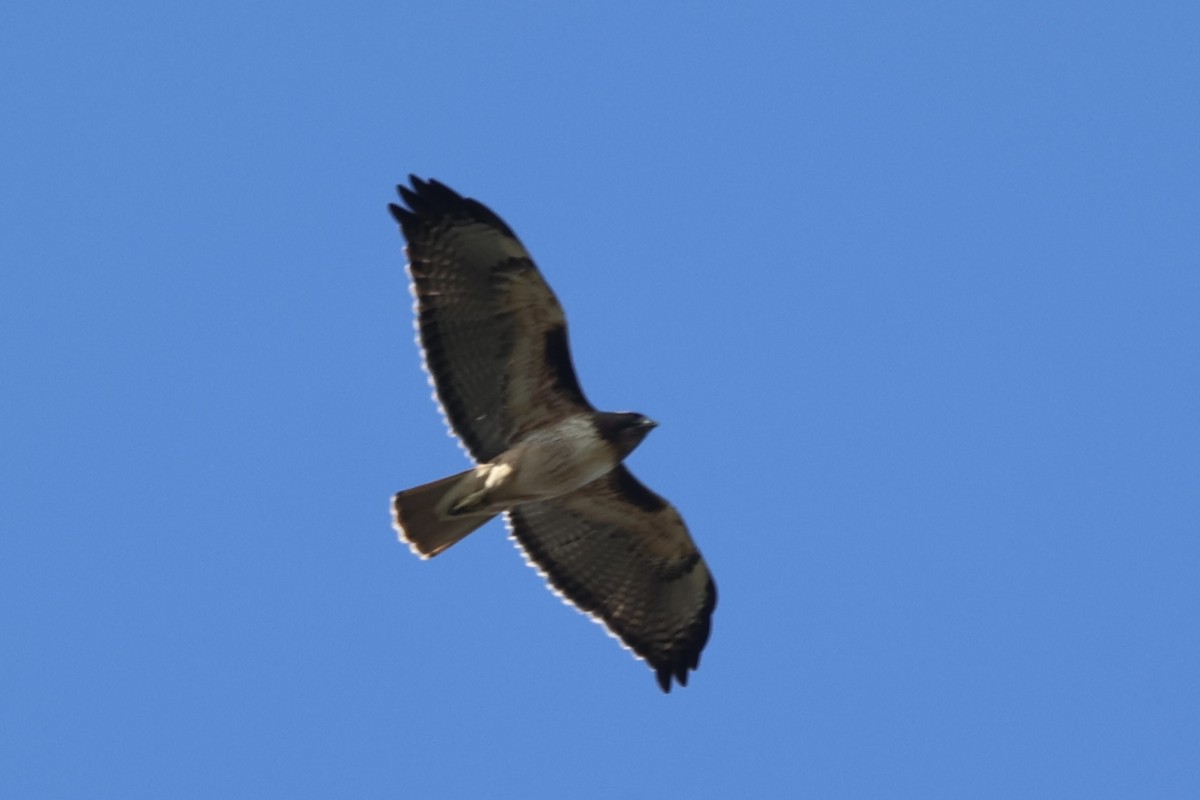 Red-tailed Hawk - ML646222724