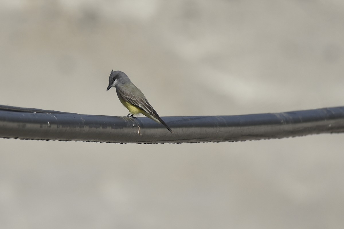 Cassin's Kingbird - ML646222725