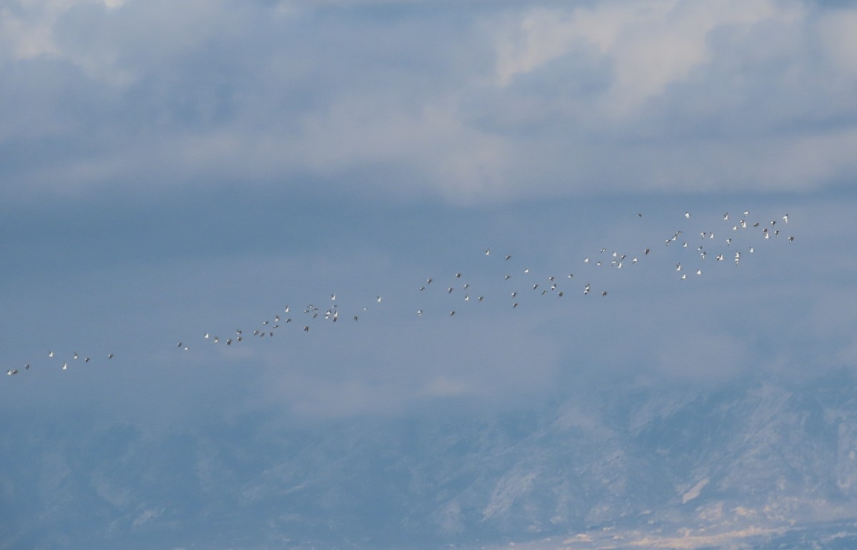 Dunlin - ML646222728